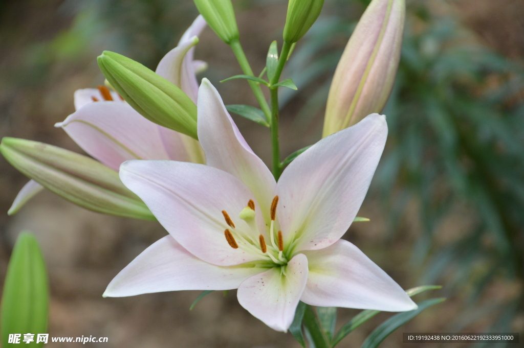 百合花