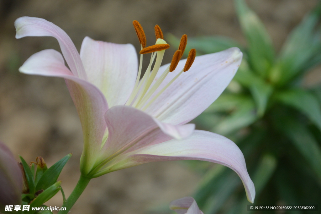 百合花
