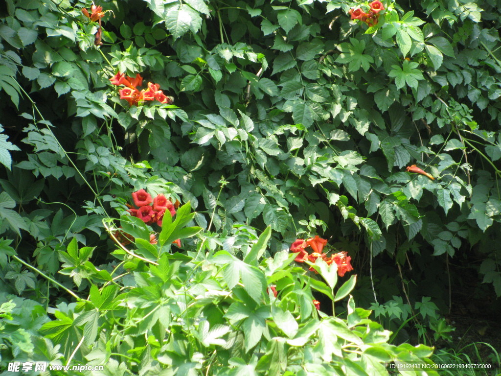 凌霄花