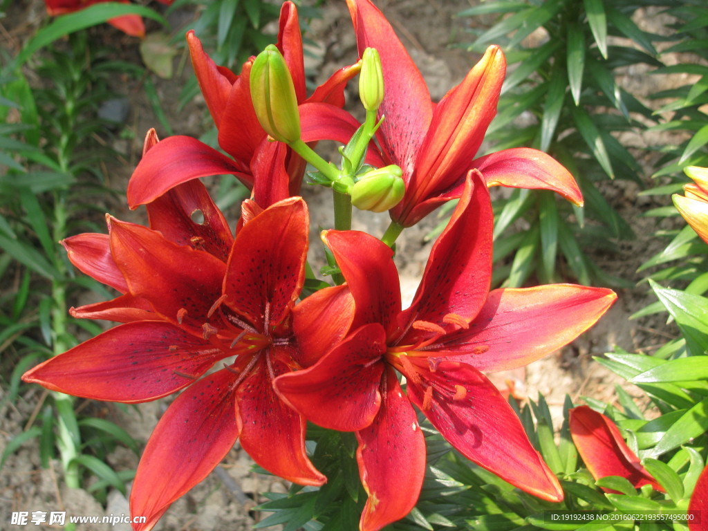 百合花