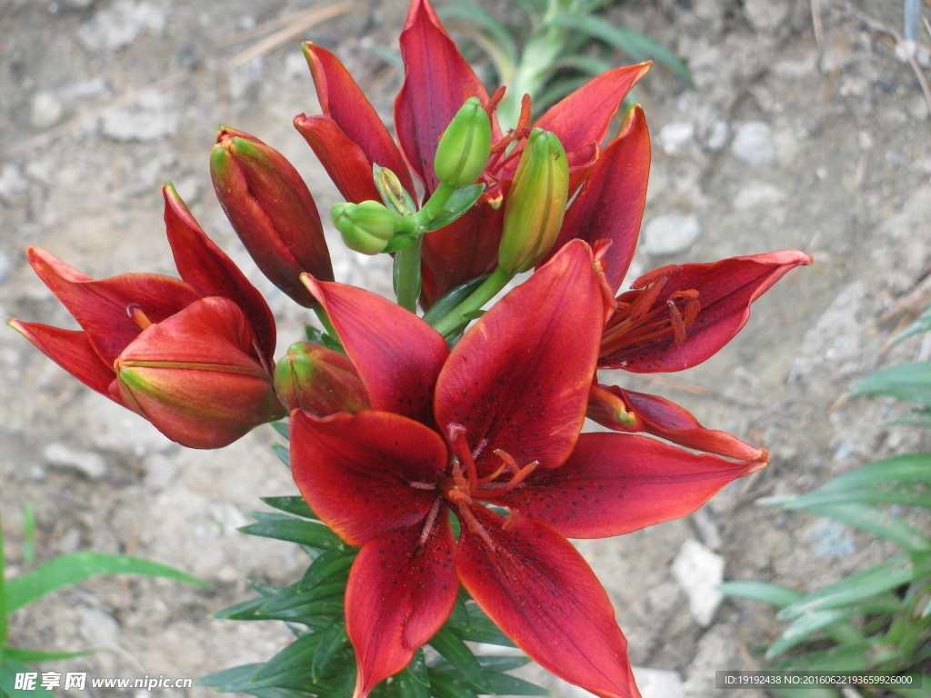 百合花
