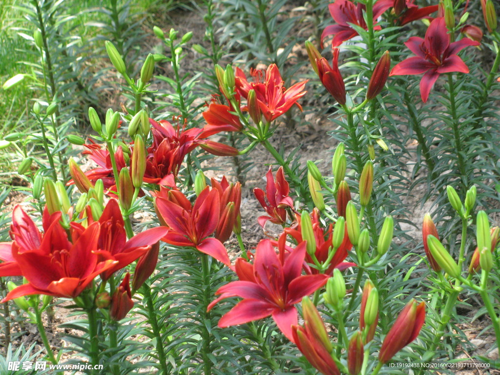 百合花
