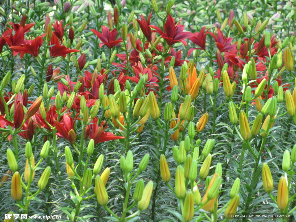 百合花