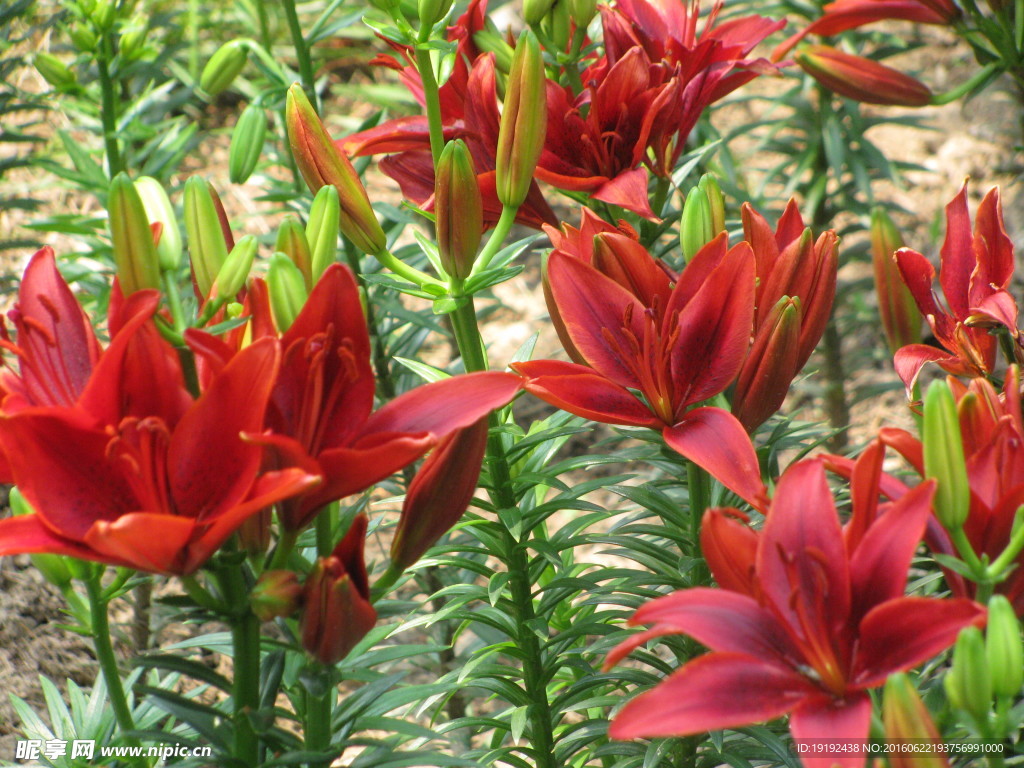 百合花