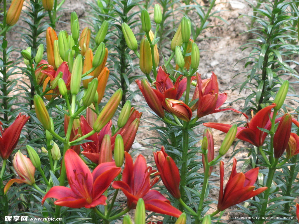 百合花