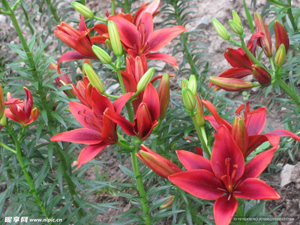 百合花