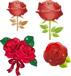 玫瑰花