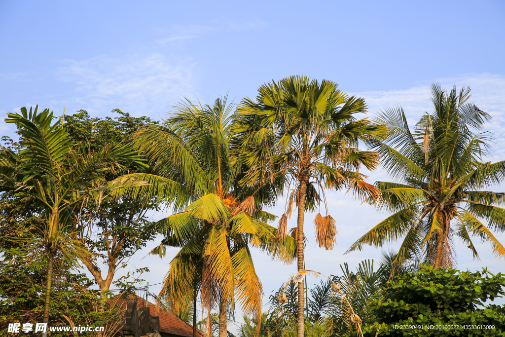 巴厘岛椰树风光