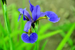 鸢尾花