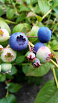 摄影图蓝莓