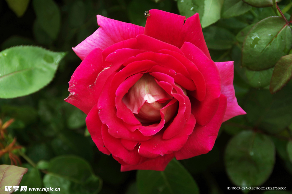 红玫瑰 一朵花