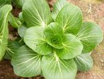 大颗青菜