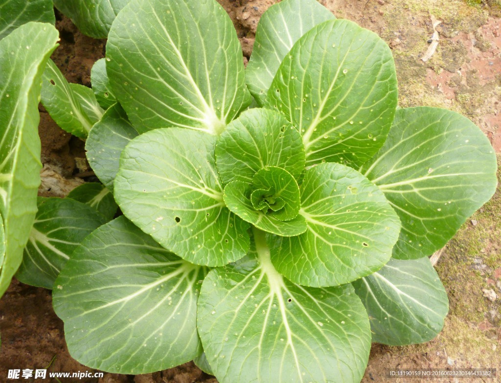 大颗青菜