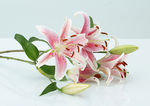 百合花