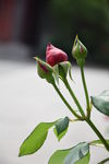 月季花蕾摄影图片