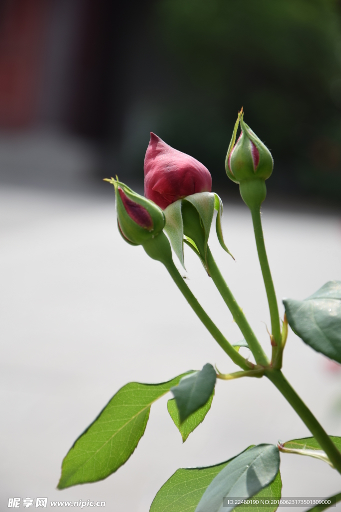 月季花蕾摄影图片