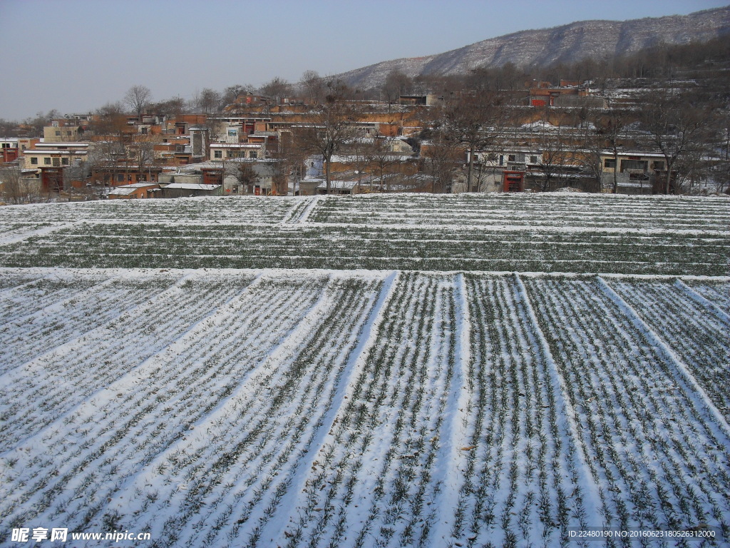冬季的麦田和村庄图片