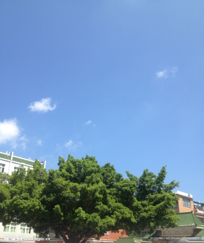 树上蓝天