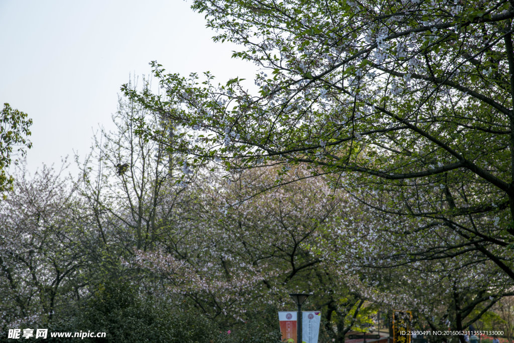 白色樱花树