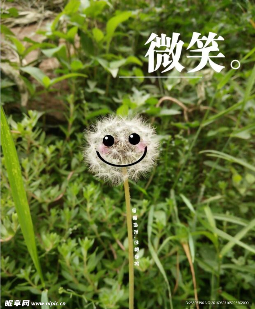 微笑蒲公英