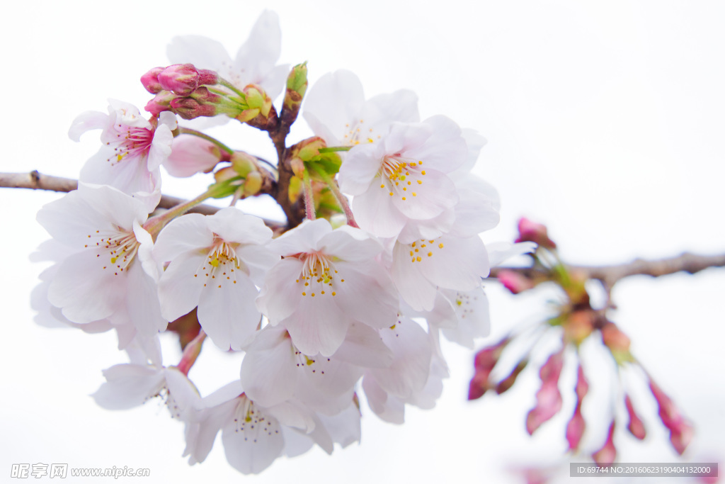 樱花特写