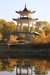 胡杨林
