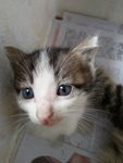 小猫