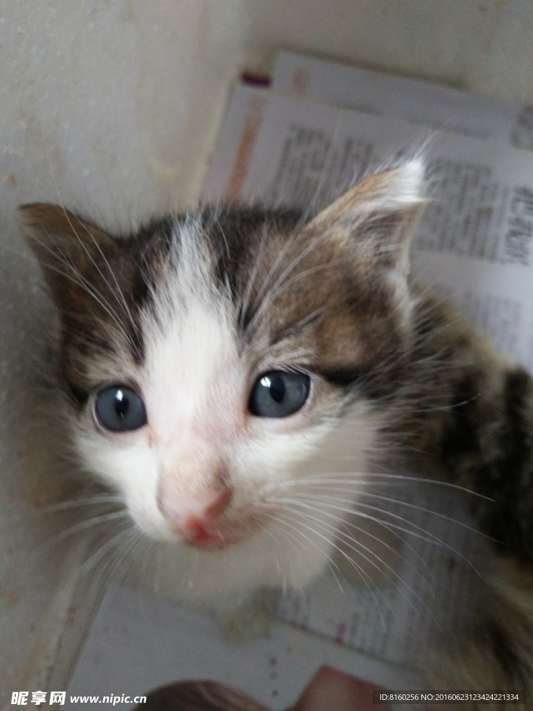 小猫