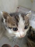 小猫
