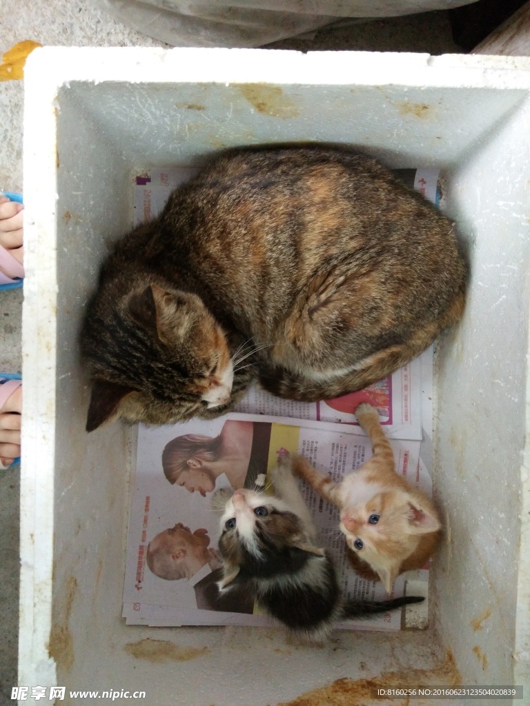 小猫