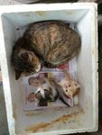 小猫