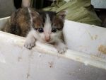 小猫