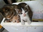 小猫