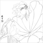 工笔荷花