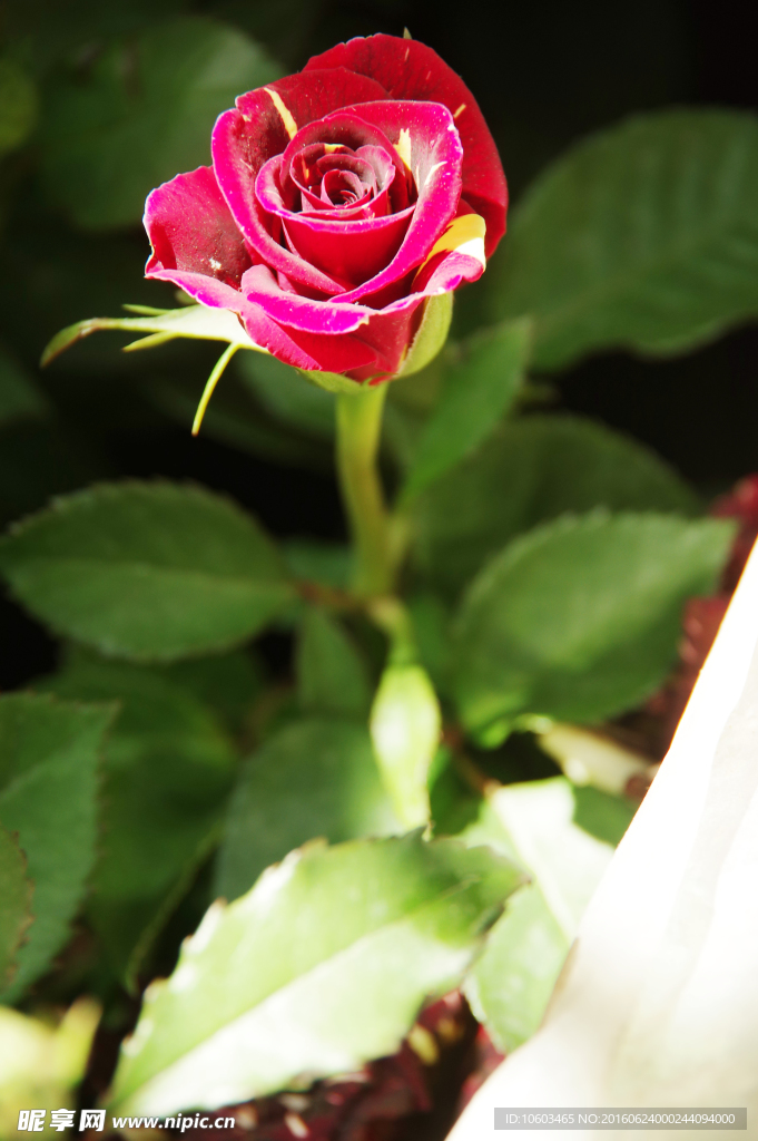 一枝花 红玫瑰