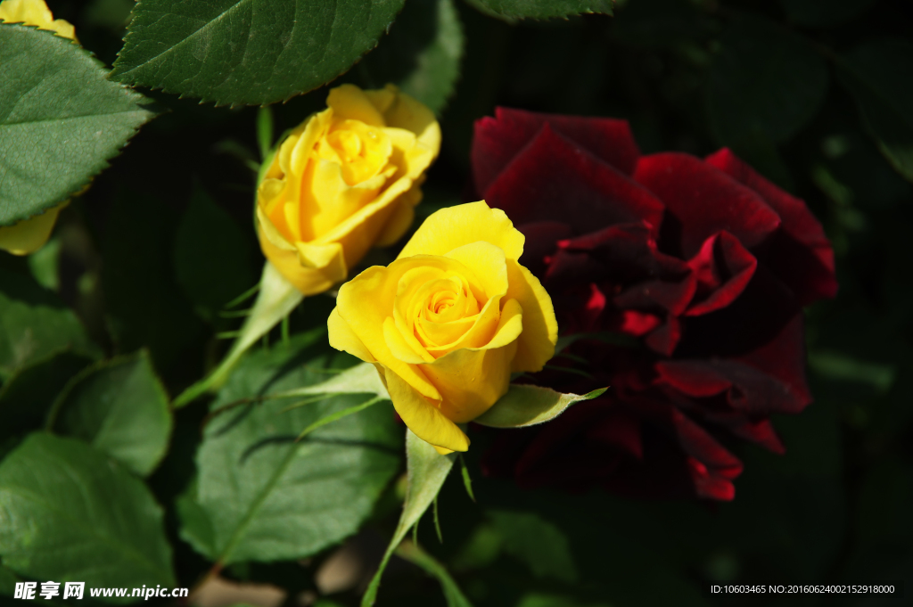 黄玫瑰 红玫瑰