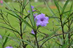 小紫花