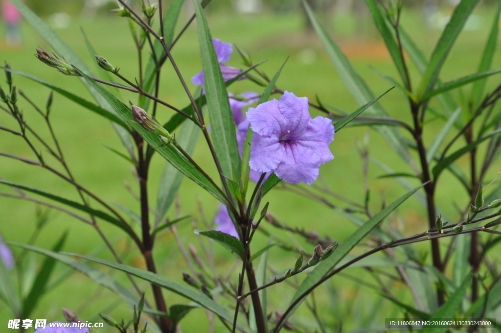 小紫花