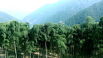 天目山
