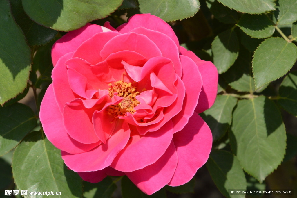 月季花