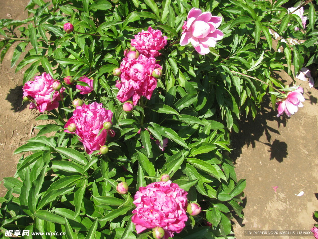 芍药
