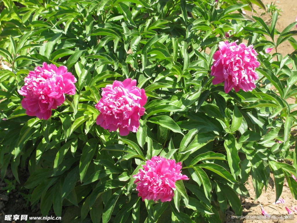 芍药
