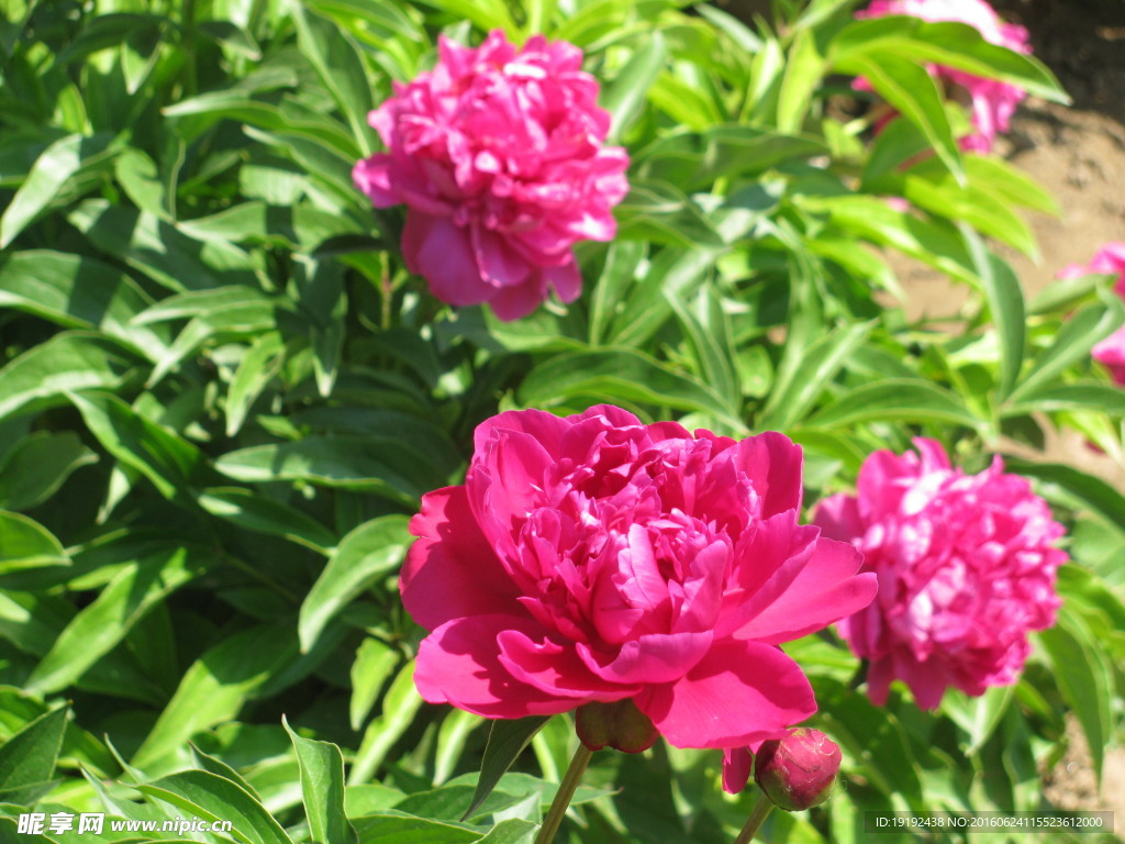 芍药