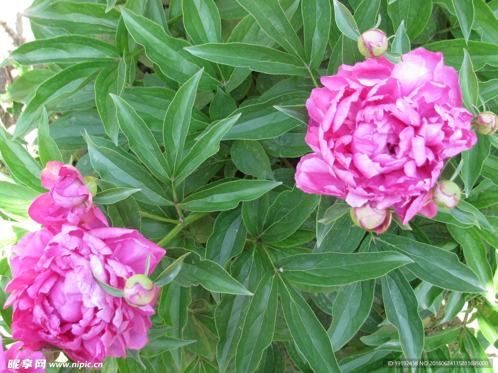 芍药