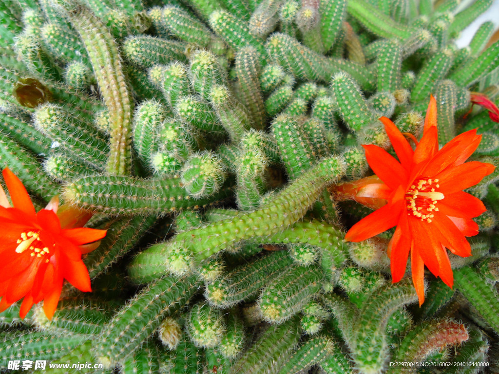 仙人虫花