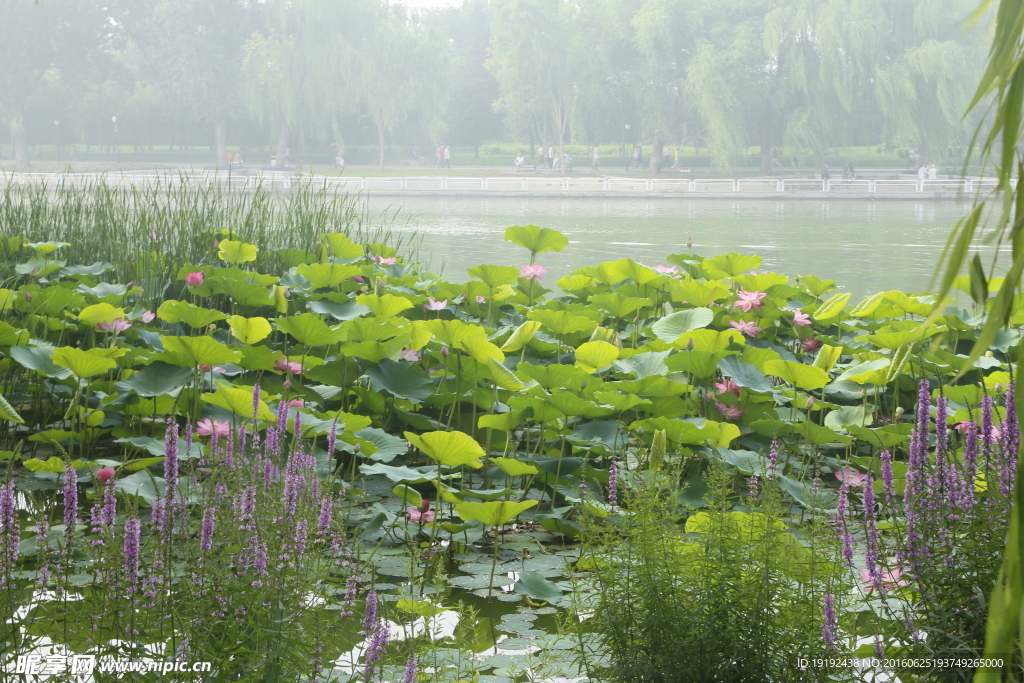 陶然亭风景