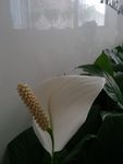 白掌