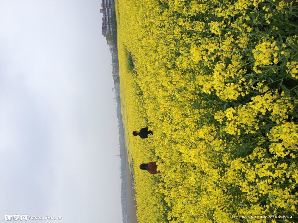 油菜花