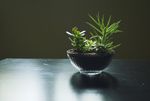 盆景植物