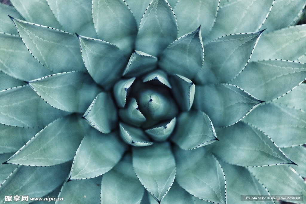 绿色植物